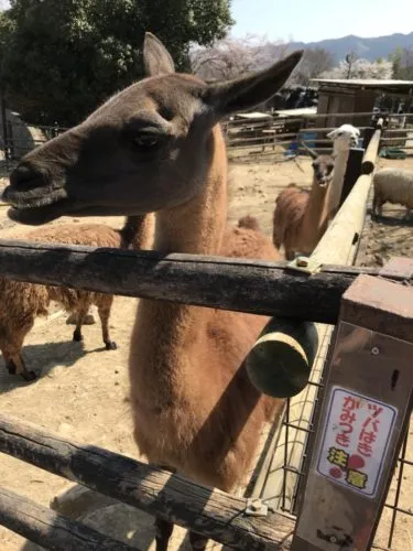 遠足だョ!群馬に集合🦁