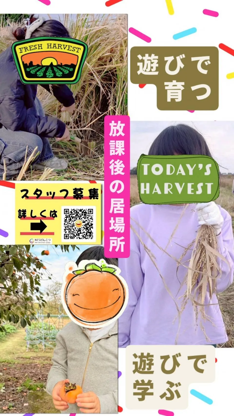 [11月8日のげんこつ]収穫は土曜日