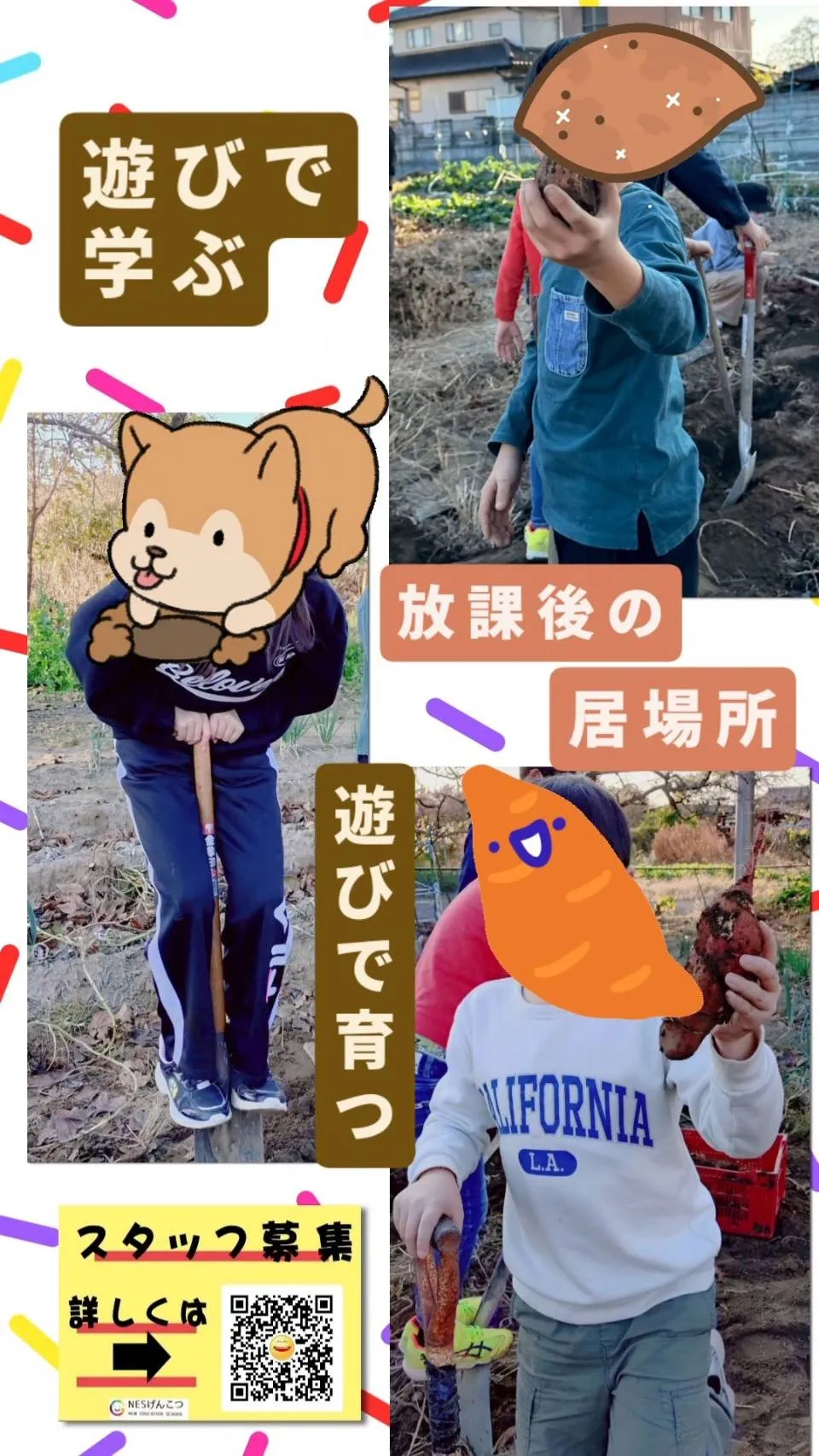 [11月22日のげんこつ]サツマイモ掘りは土曜日