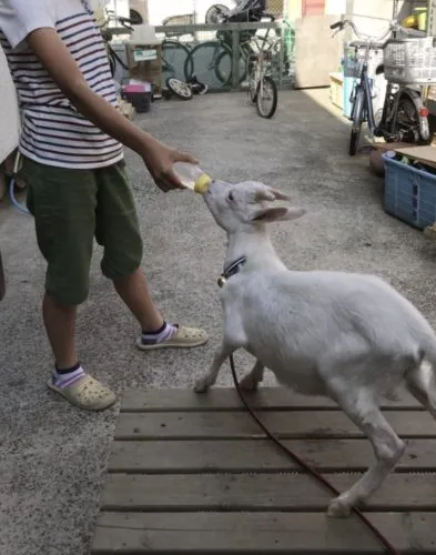 グイグイ食いつきます🐐