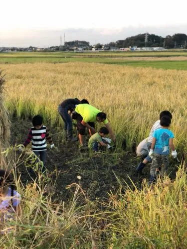 収穫の時期となりました🌾