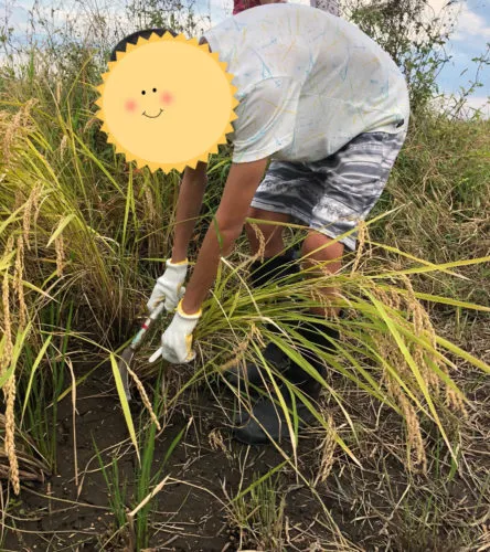 稲刈り続行中🌾