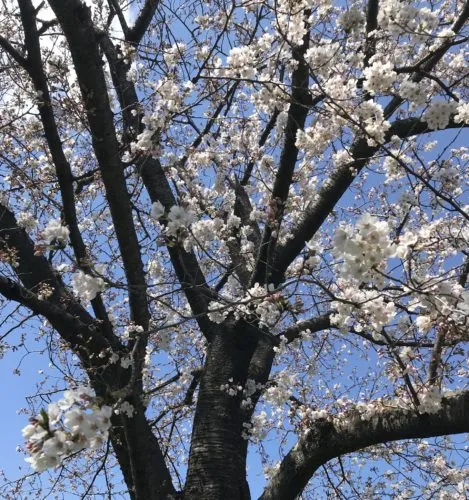 新年度のご挨拶🌸